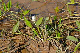 Image of Pontederia parviflora Alexander