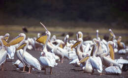 Image of pelicans