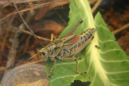 Image of Arthropoda