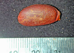 Image de Diospyros subrotata Hiern