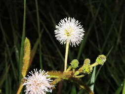 Image of sensitive plant