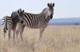 Imagem de Zebra