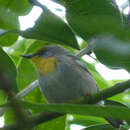 Image of Olive-capped Warbler