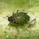 Image of Erigeron-root aphid