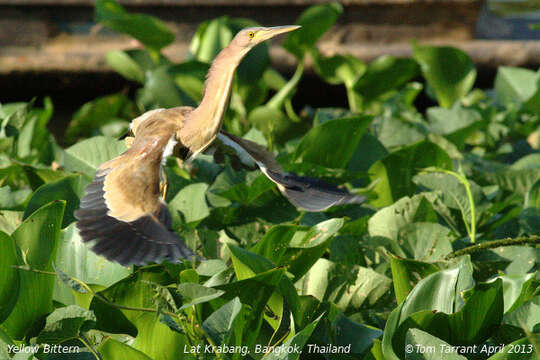 Image of Yellow Bittern