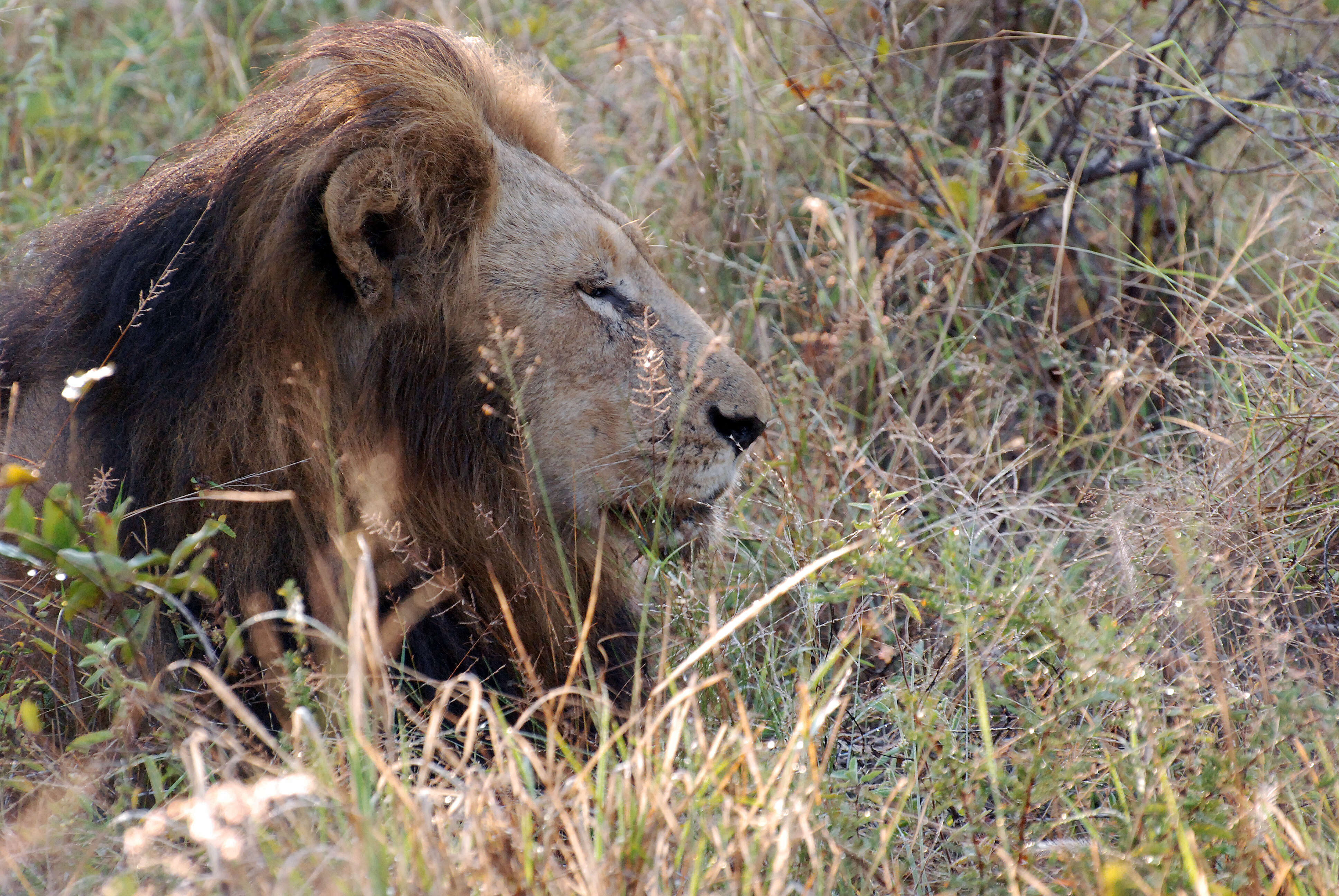 Image of big cats