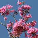 Image of Purple tabebuia