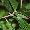 Image of Psychotria psychotriifolia (Seem.) Standl.