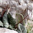 Image of Cyclamen balearicum Willk.