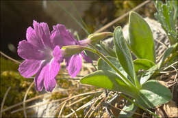 Image of Primula kitaibeliana Schott