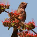 Image of Streaky-headed Seedeater