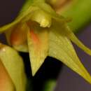 Image of Dendrobium indragiriense Schltr.