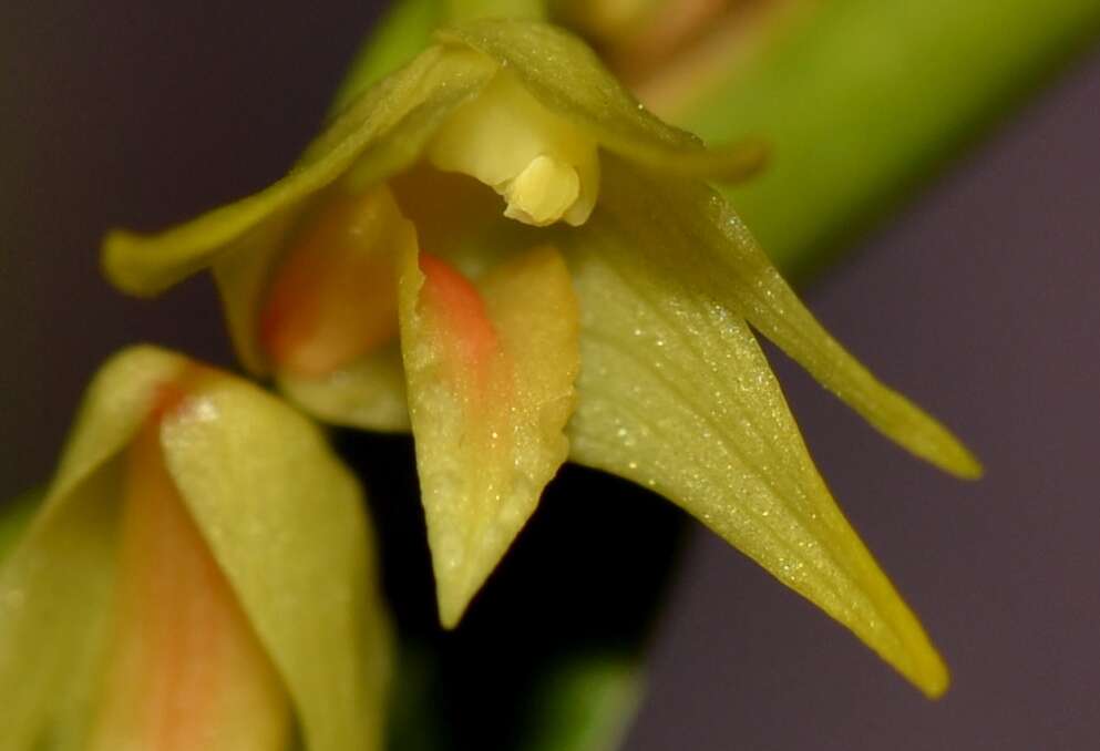 Image of Dendrobium indragiriense Schltr.