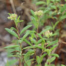 Image of pine barren frostweed