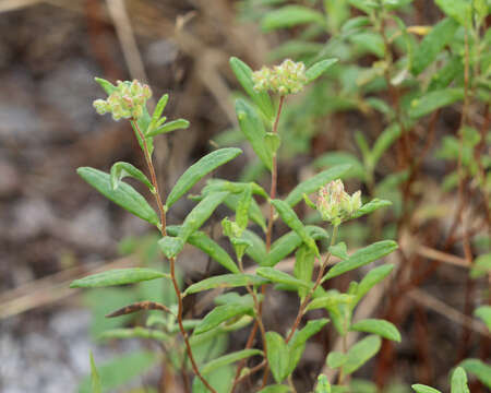 Image of pine barren frostweed