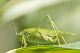 Image of Phaneroptera