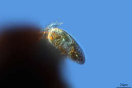 Image of Oligotrichia