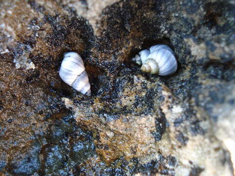 Image of Austrolittorina unifasciata (Gray 1826)