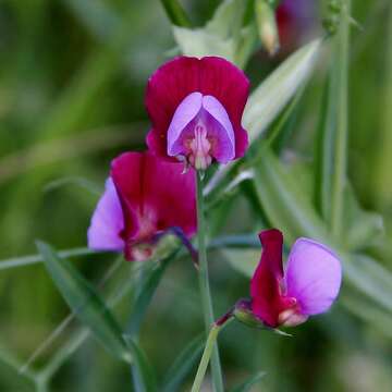 Imagem de Lathyrus clymenum L.