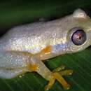 Image of Betsileo Reed Frog