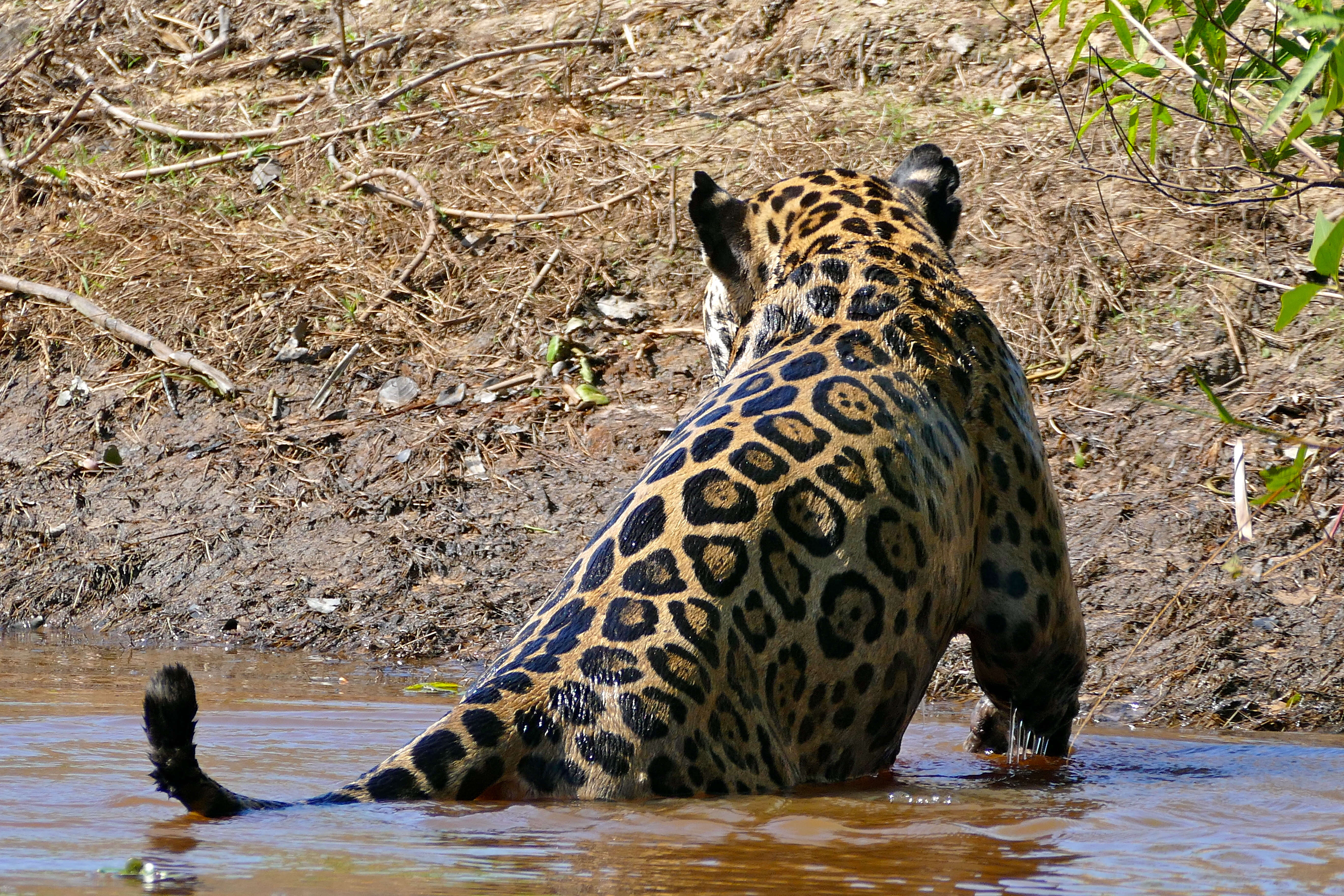 Image of big cats