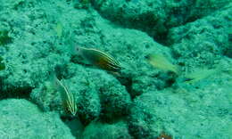 Image of Cardinal fish