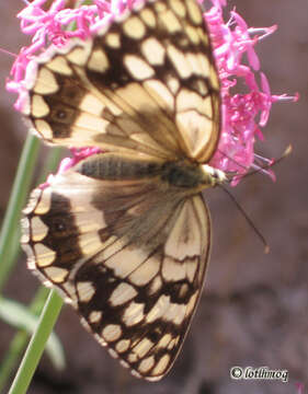 Imagem de Melanargia