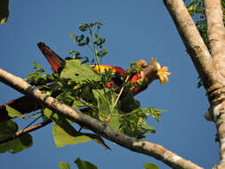 Image of balsa tree