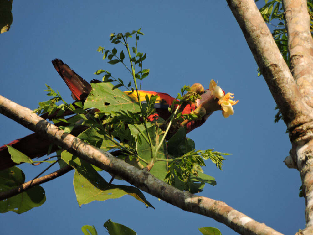 Image of balsa tree