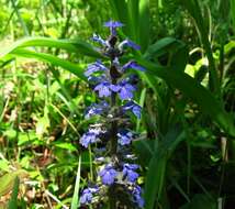 Image of Bugleweed