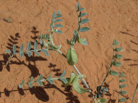 Image of Geyer's milkvetch