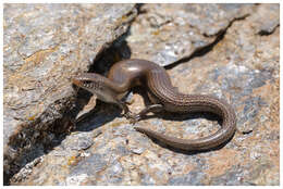 Image of Chalcides Laurenti 1768