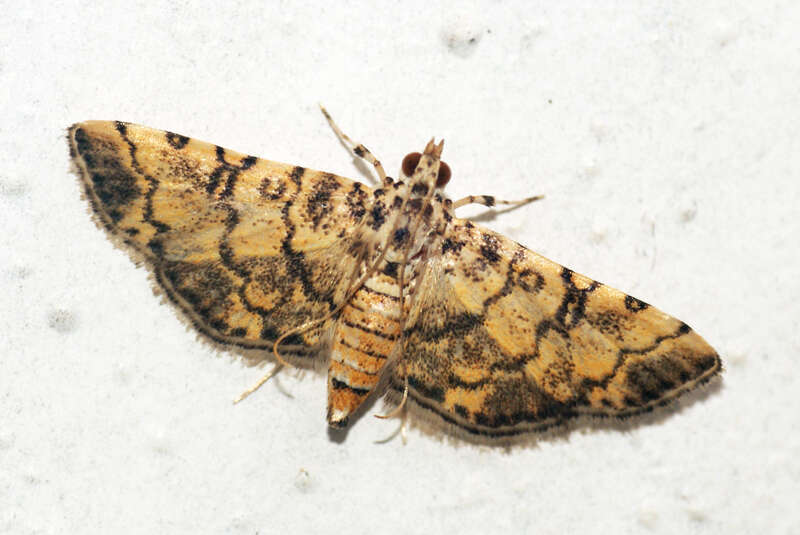 Image of Nacoleia tampiusalis