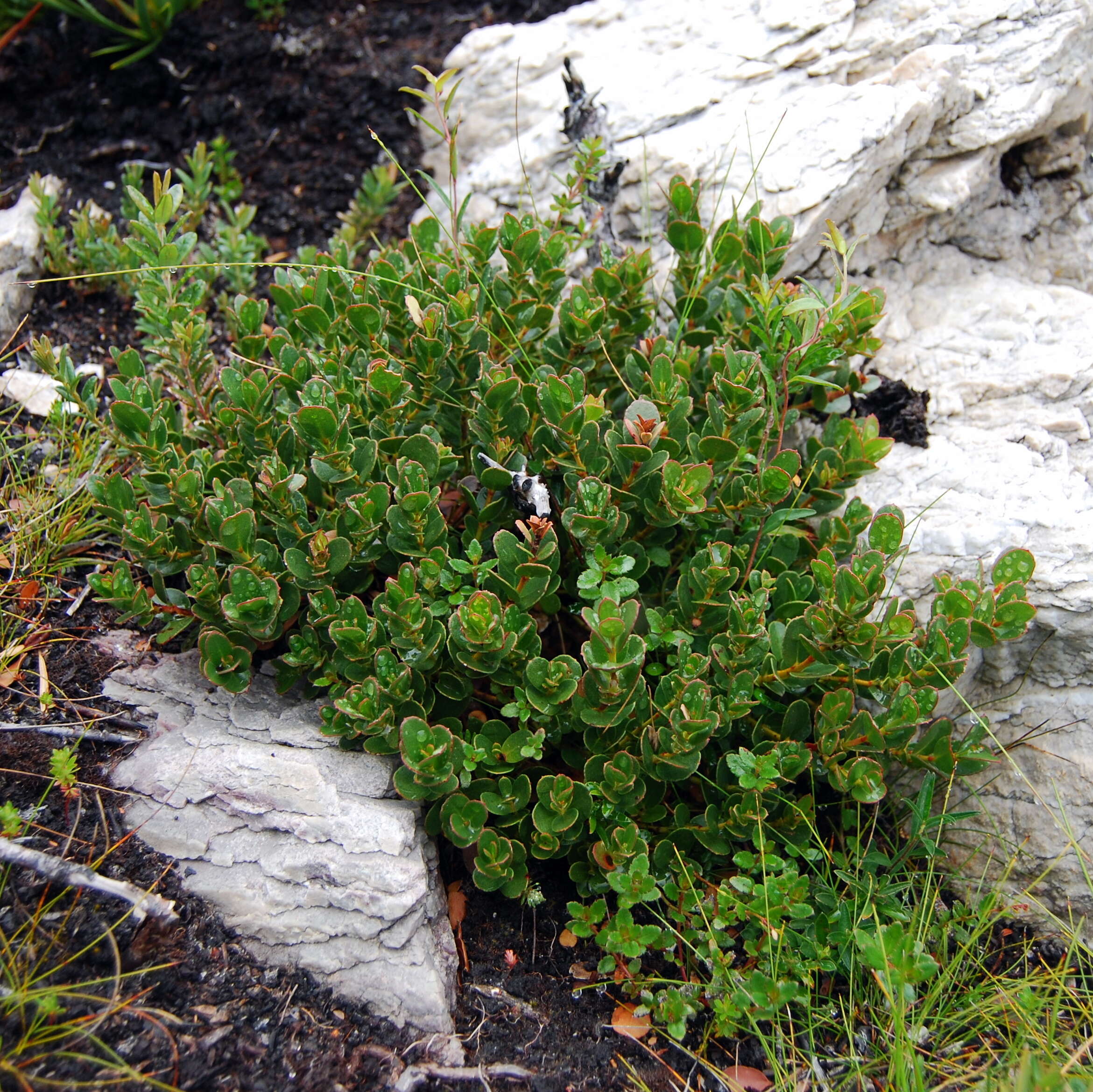 Image of Eucalyptus vernicosa Hook. fil.