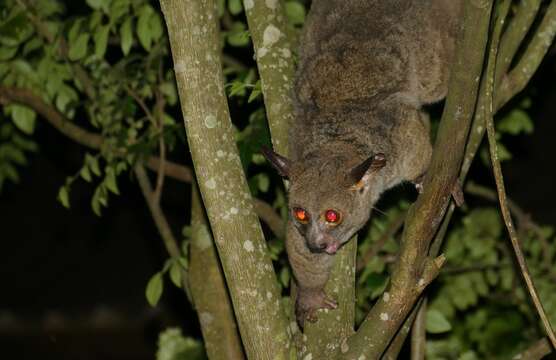 Image of Brown Greater Galago