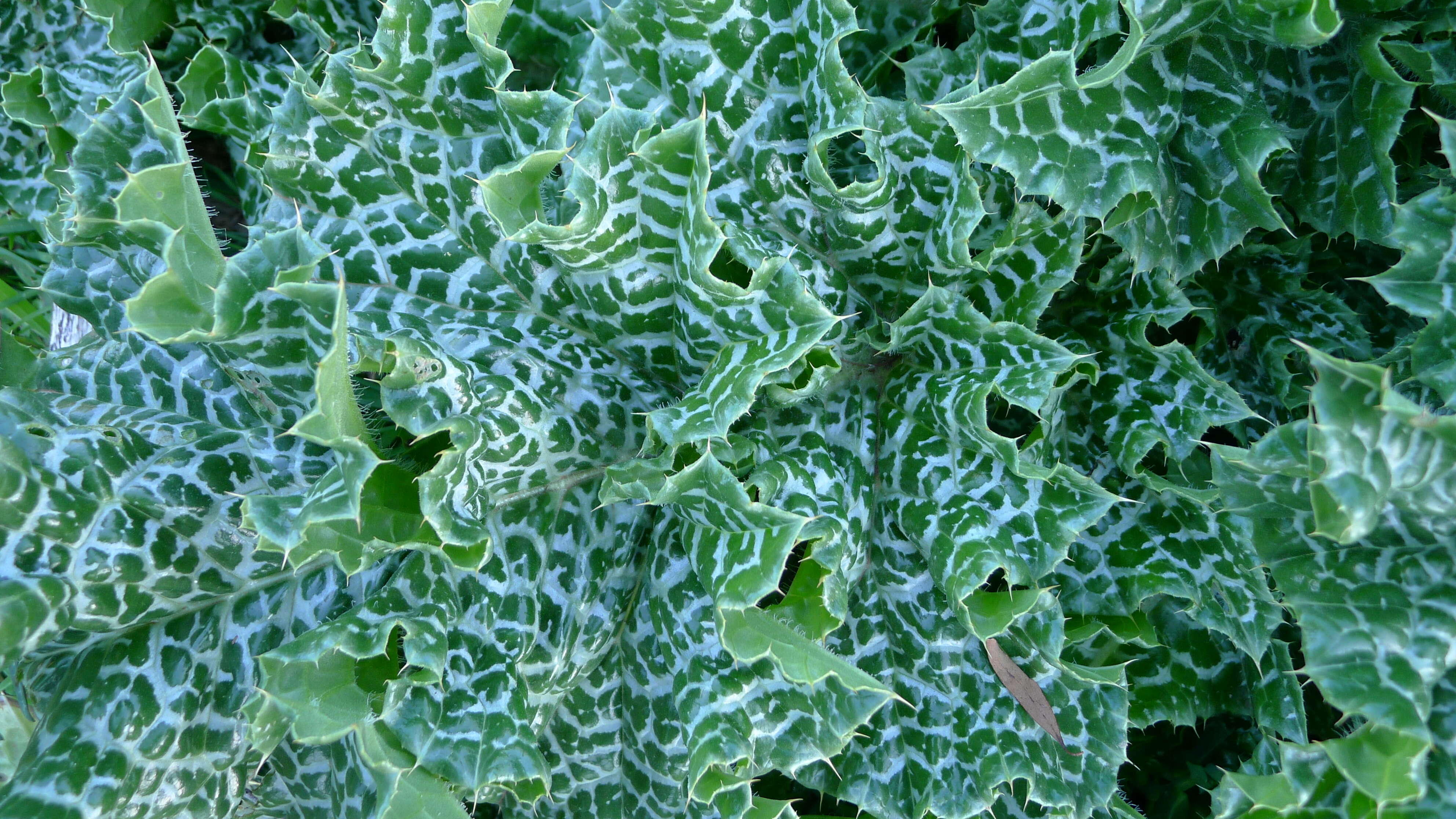 Image of Milk thistle