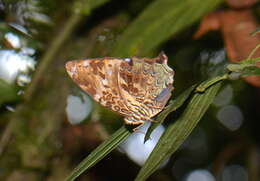 Image of Lepidoptera