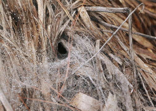 Image of funnel weavers