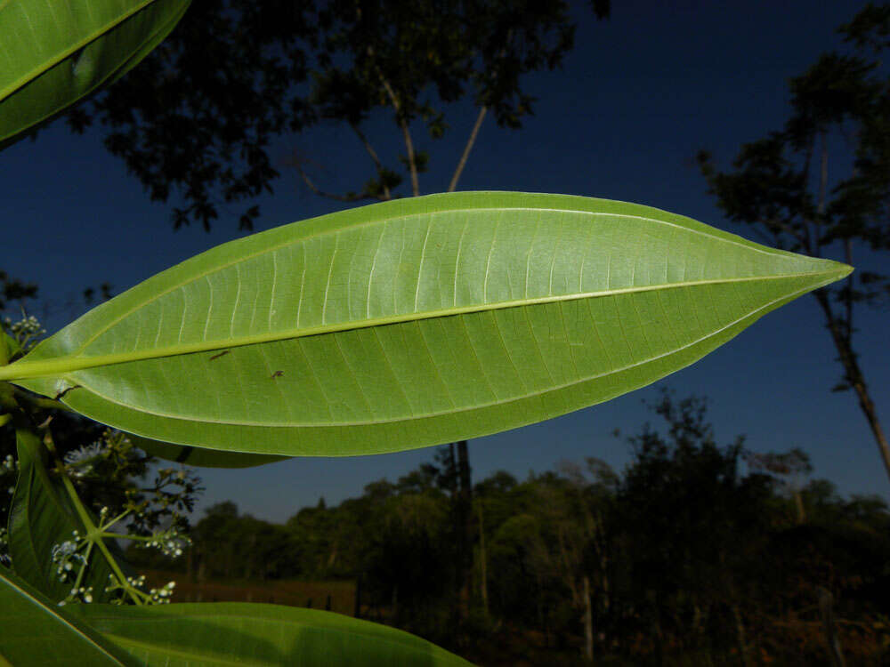 Image of Miconia poeppigii Triana