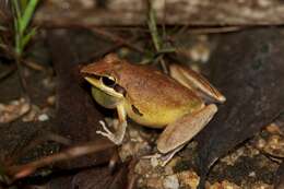 Sivun Litoria nigrofrenata (Günther 1867) kuva