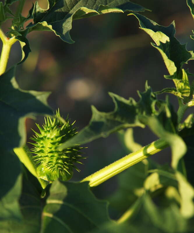 Image de Datura