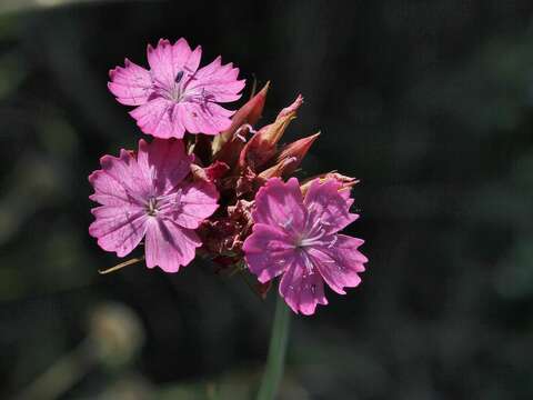 صورة Rhododendron simsii Planch.