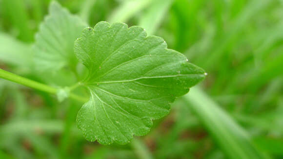 Image de Lobelia trigonocaulis F. Muell.