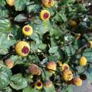Image of spilanthes