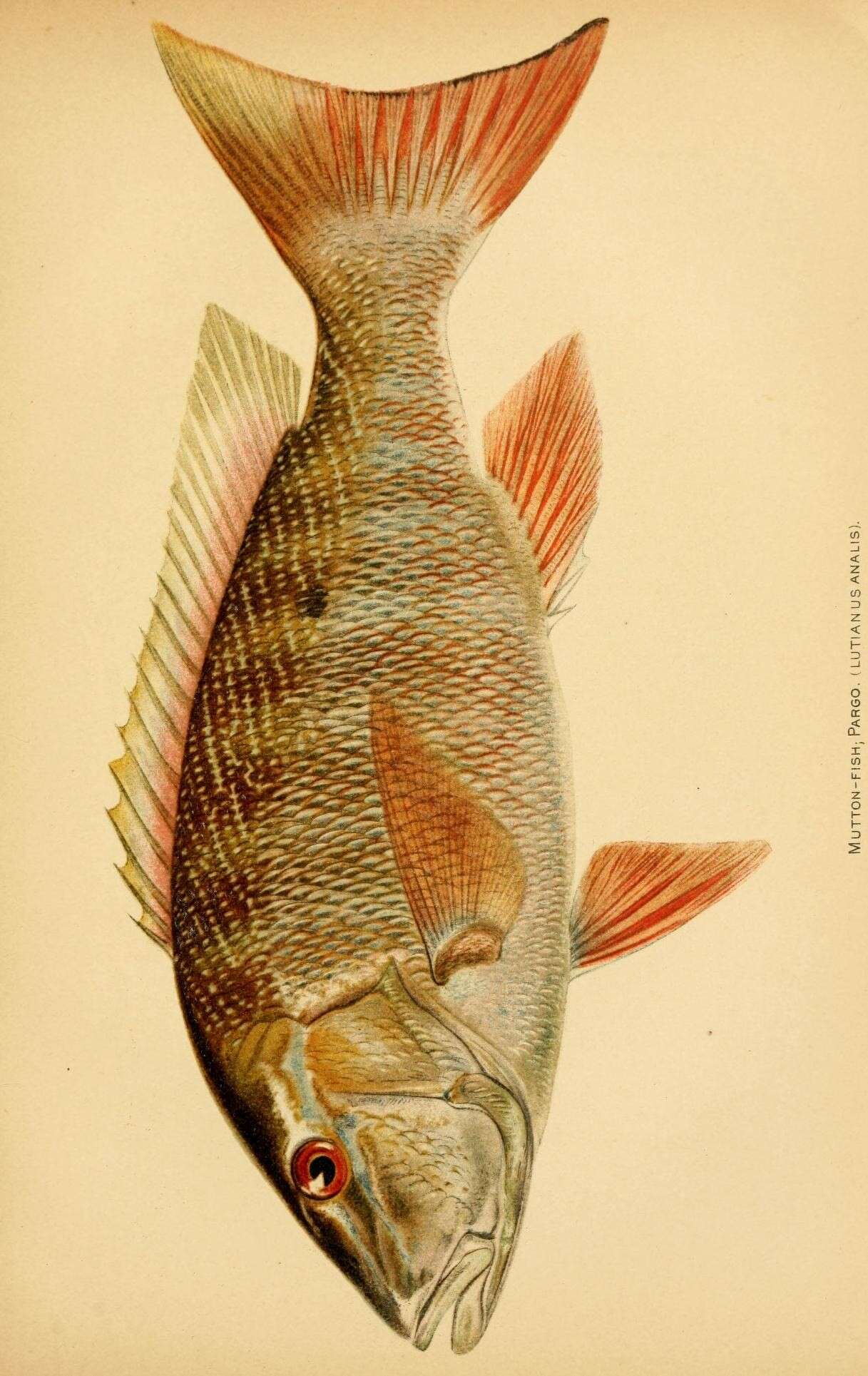 Image of Mutton Snapper
