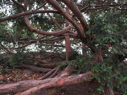 Image of English yew