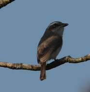 Tephrodornis Swainson 1832的圖片