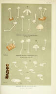 Image of Mycena stylobates (Pers.) P. Kumm. 1871