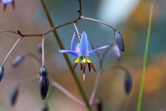 Image of Dianella