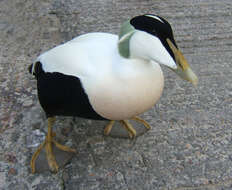 Image of Eider